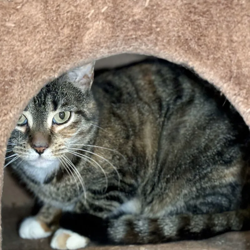 An adult medium-sized female Domestic Short Hair cat named Macey for adoption in Liverpool, NY