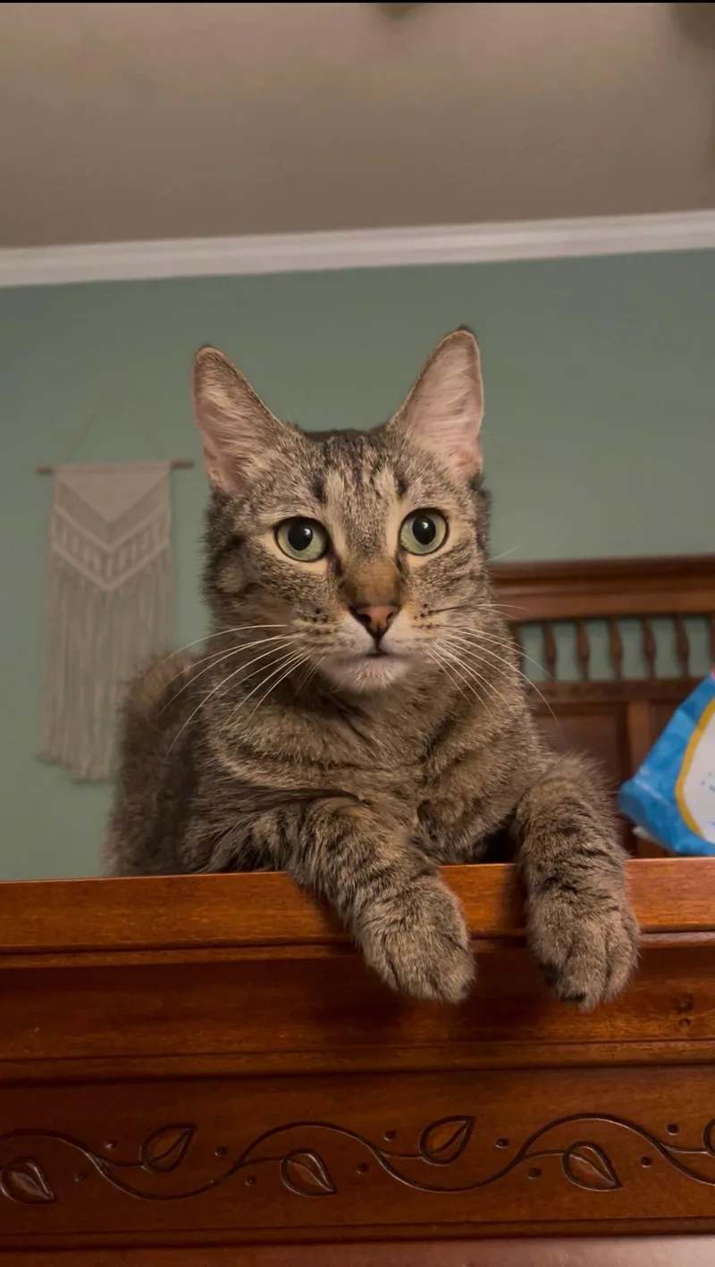 An adult large-sized male Tabby cat named Catfish for adoption in Columbia, SC
