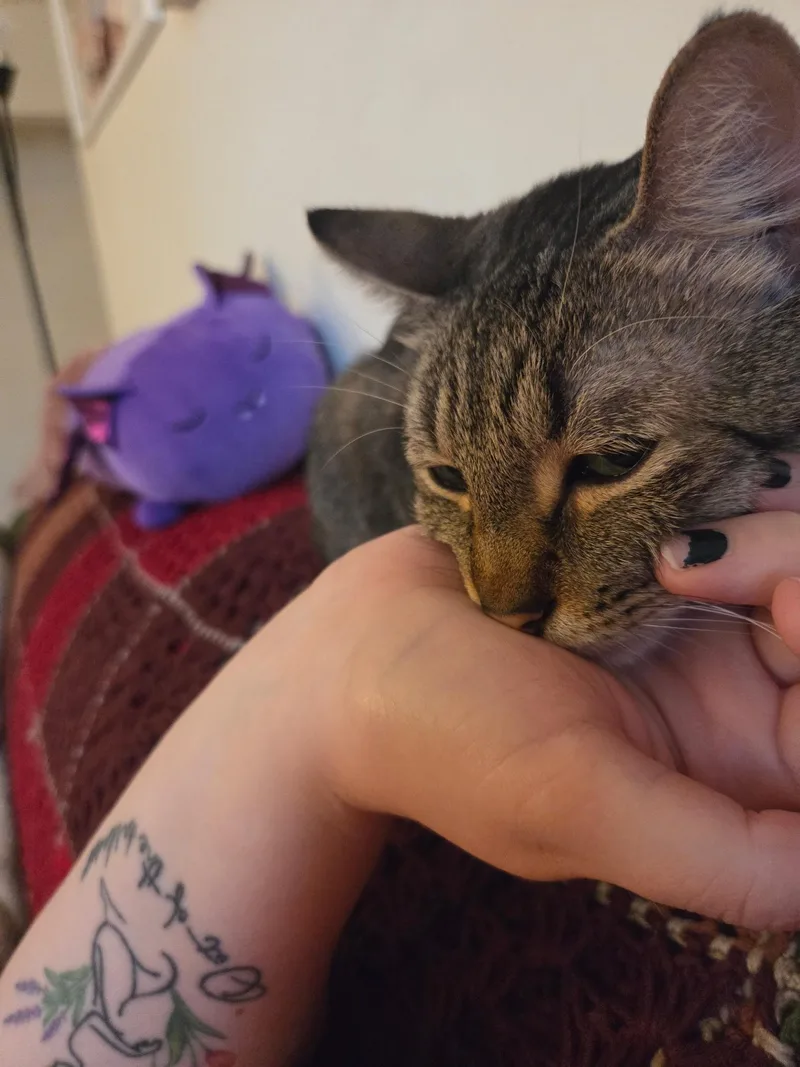 Catfish thumbnail 2