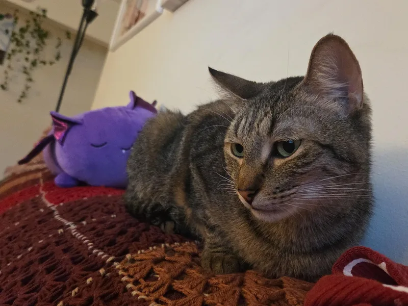 Catfish thumbnail 3