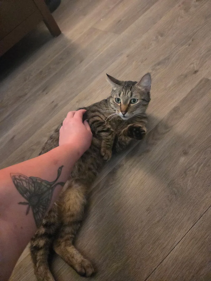 Catfish thumbnail 4