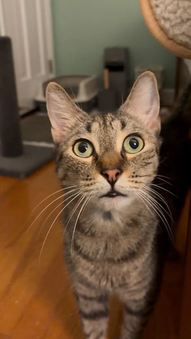 Catfish thumbnail 5