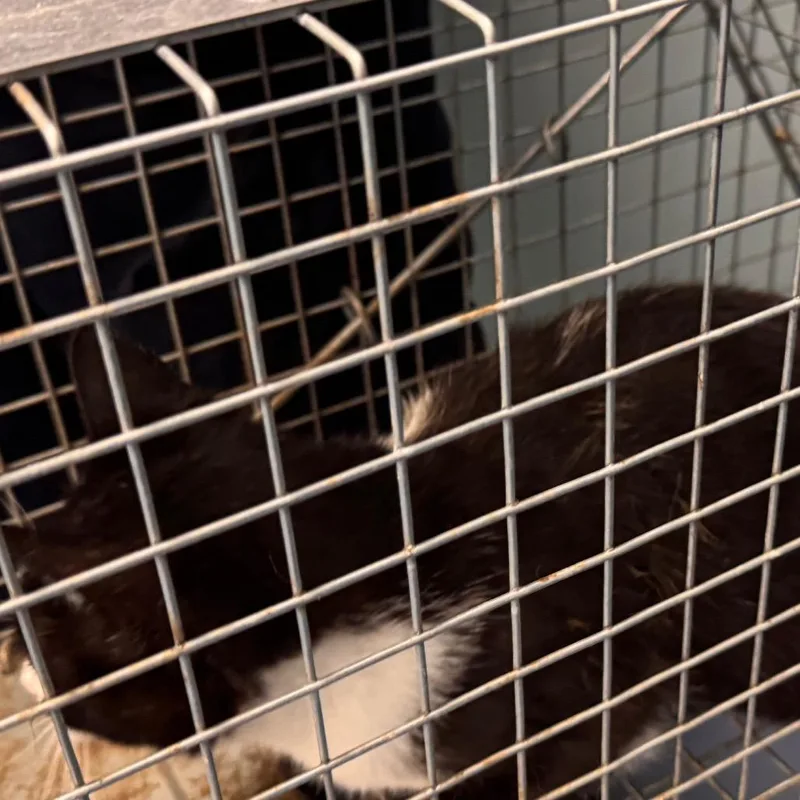 An adult medium-sized female Black Domestic Short Hair cat named Milky for adoption in Greensboro, NC