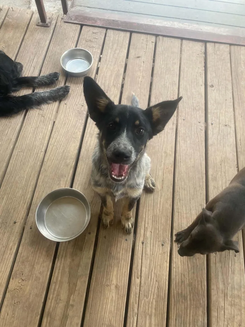 A baby medium-sized male Black Australian Cattle Dog / Blue Heeler dog named Eddie for adoption in Uxbridge, MA