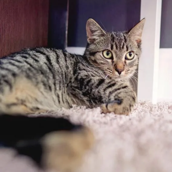 An adult small-sized male Brown / Chocolate Domestic Short Hair cat named Babs for adoption in St. Louis, MO