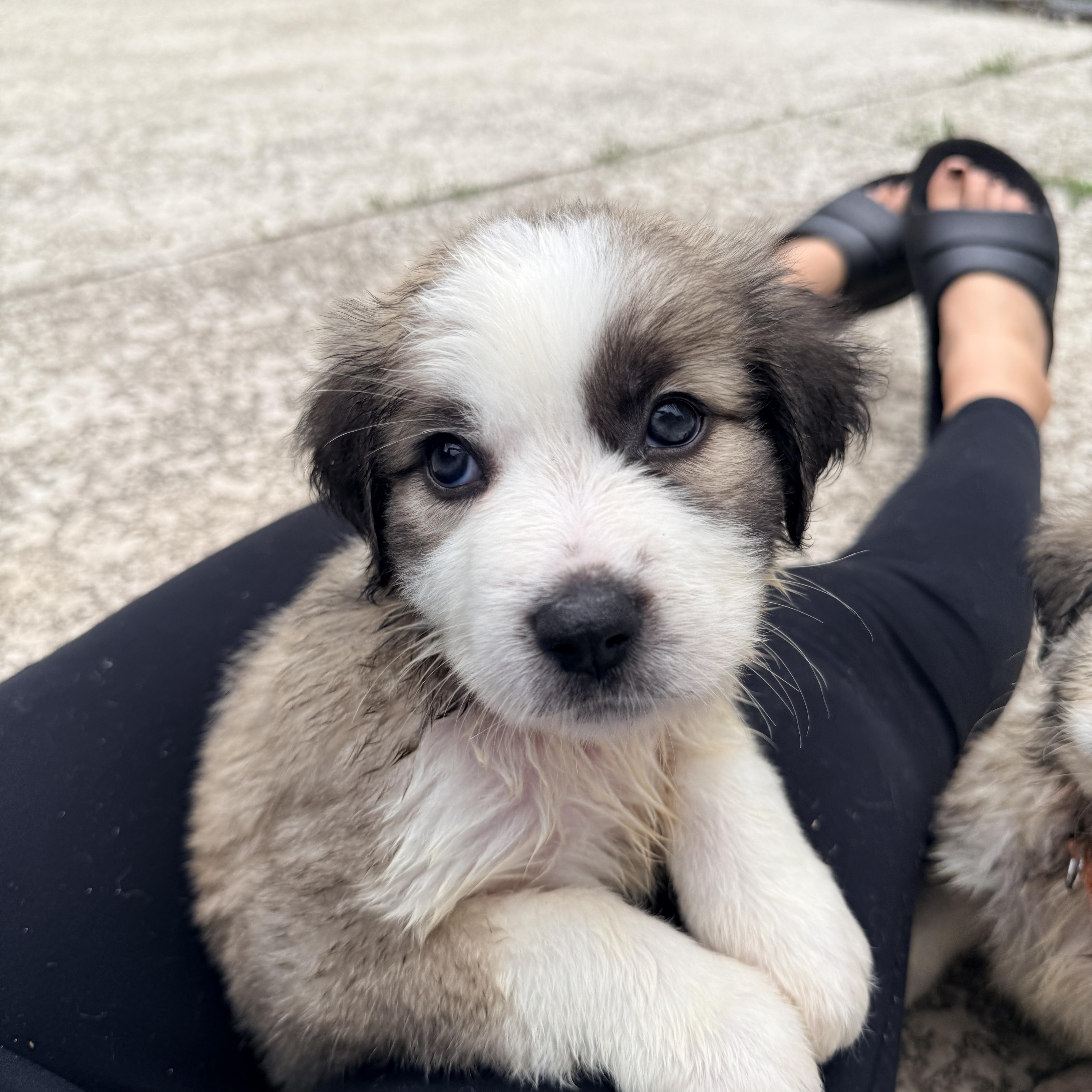 A baby medium-sized female Yellow / Tan / Blond / Fawn Mixed Breed dog named Ishikawa for adoption in Columbia, MD