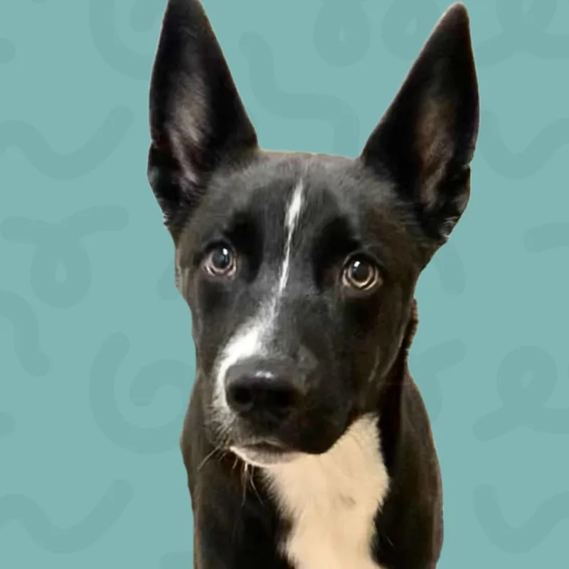 A baby medium-sized male Black Border Collie dog named Freddy for adoption in Reno, NV