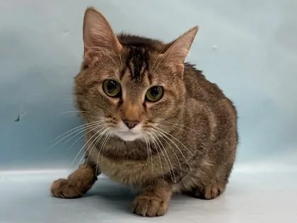 An adult small-sized male Domestic Short Hair cat named Tigger for adoption in Coon Rapids, MN