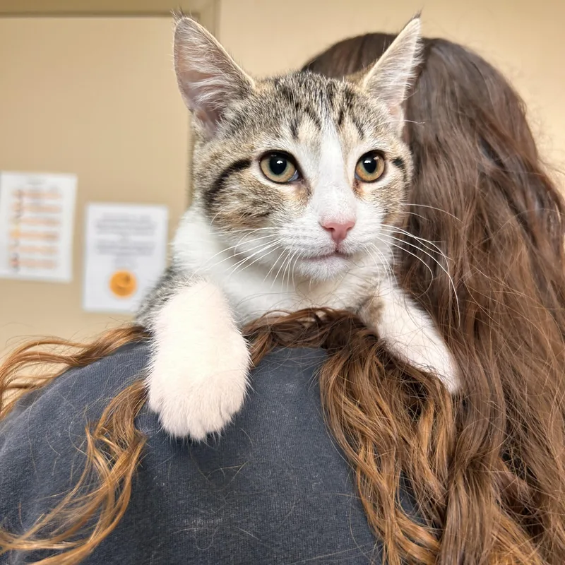 A young small-sized female Tabby (Brown / Chocolate) Domestic Short Hair cat named Possum for adoption in Myerstown, PA