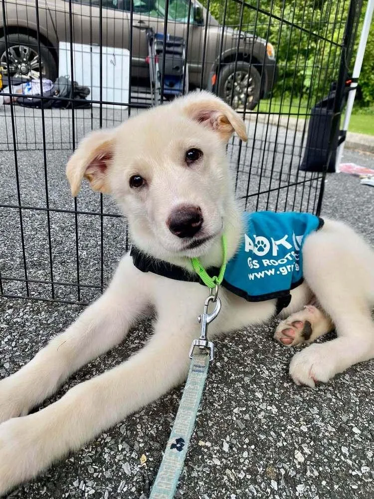 A baby small-sized male Mixed Breed dog named Harrier for adoption in Milton, DE