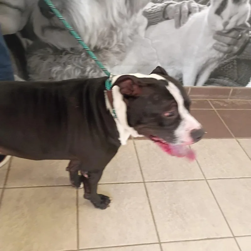 An adult large-sized male Black Mixed Breed dog named StrayDoubletreeDrive for adoption in Columbus, GA
