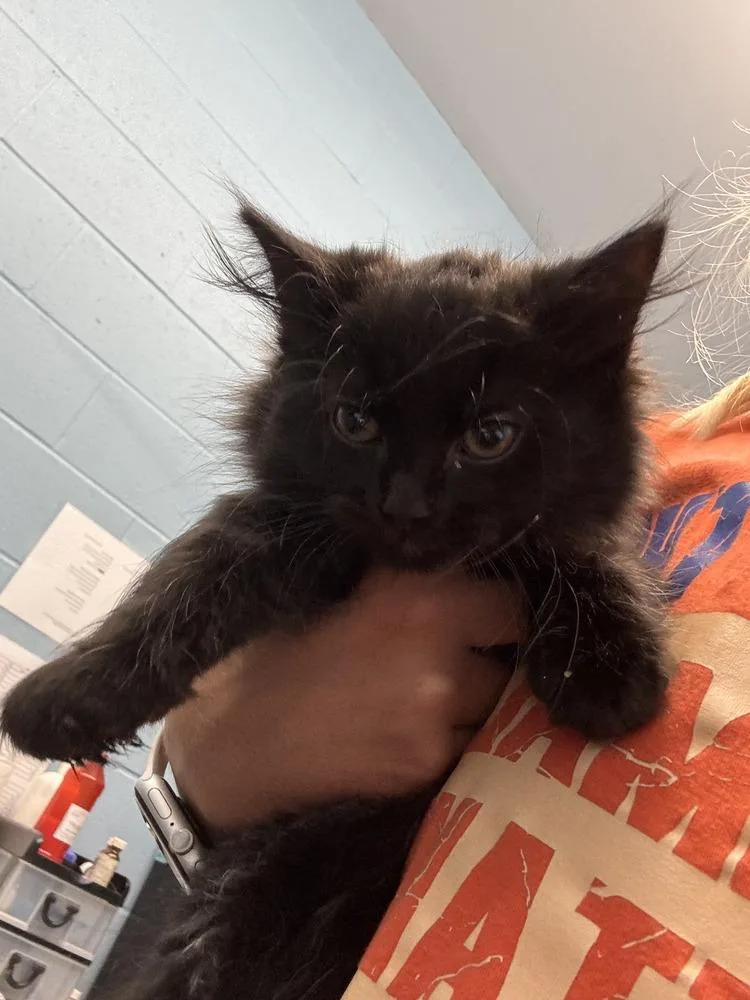 An adult small-sized female Black Domestic Medium Hair cat named Cosmic for adoption in Evansville, IN