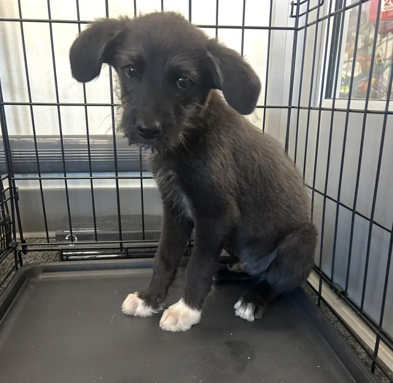 A baby medium-sized male Terrier dog named Boulevardier for adoption in Fort Lupton, CO