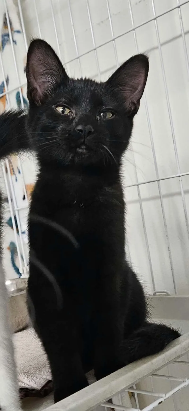 A baby medium-sized female Black Domestic Short Hair cat named Sweet Tart for adoption in Wapakoneta, OH