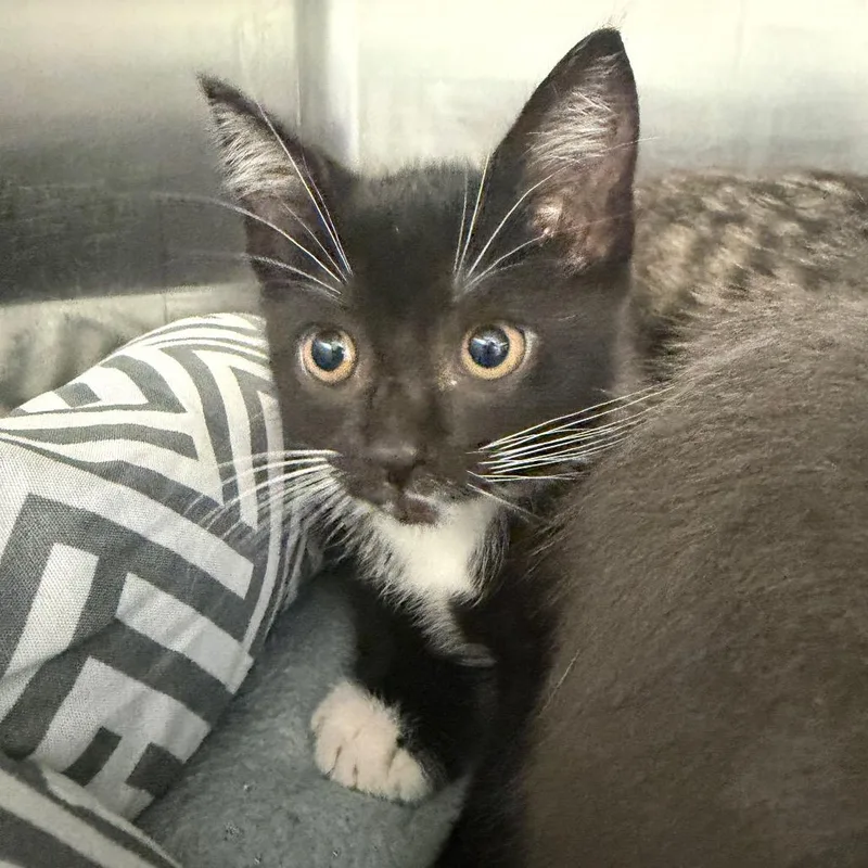 A baby small-sized female Black Domestic Short Hair cat named Astra for adoption in Port Charlotte, FL
