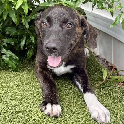 A baby large-sized female Mixed Breed dog named Zoey for adoption in Largo, FL