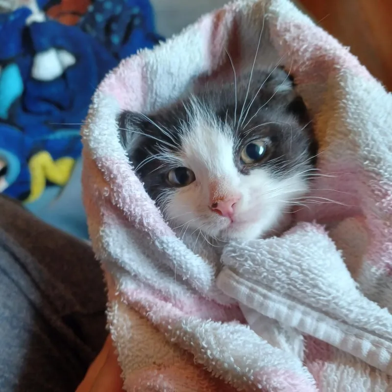 A baby small-sized male Gray / Blue / Silver Domestic Short Hair cat named Greyson for adoption in Wind Gap, PA