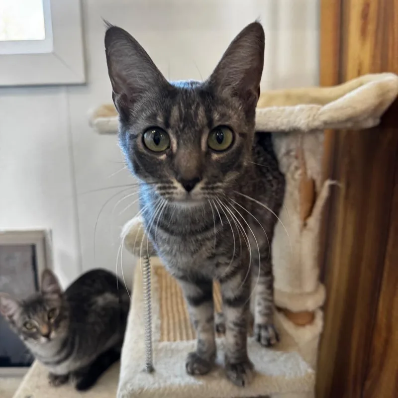 A young medium-sized female Gray / Blue / Silver Domestic Short Hair cat named Lilac for adoption in Pullman, WA