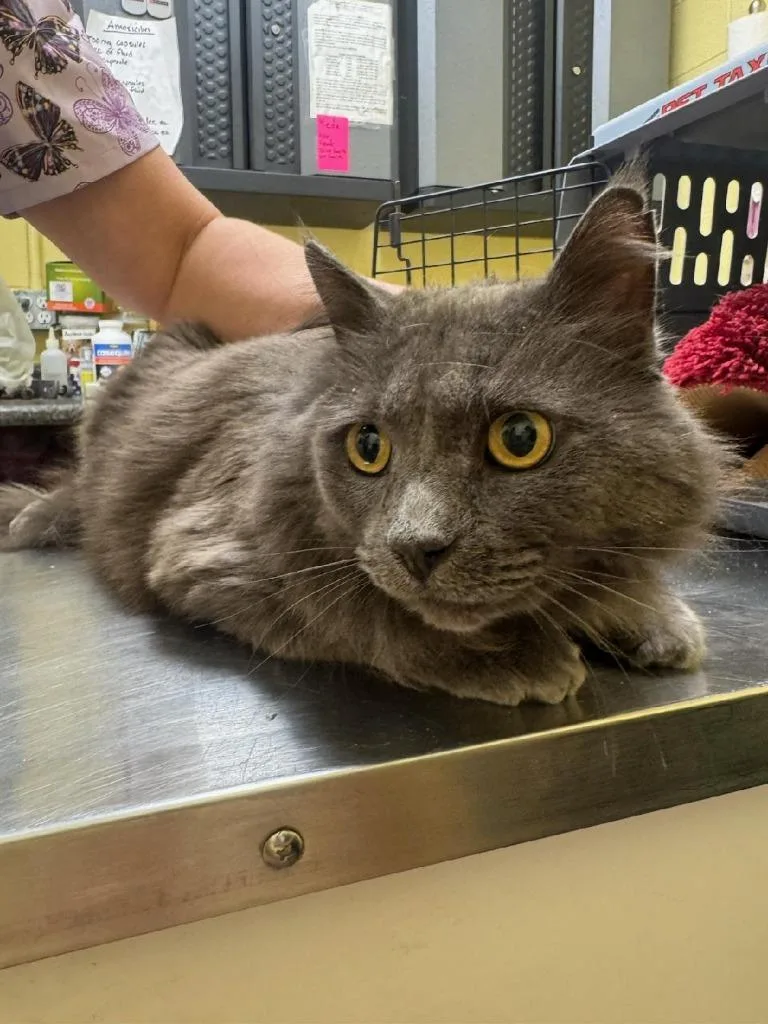 An adult large-sized male Domestic Long Hair cat named Fluffy for adoption in Crossville, TN