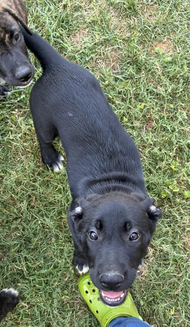 A baby medium-sized female Black Labrador Retriever dog named Azula for adoption in Albany, NY