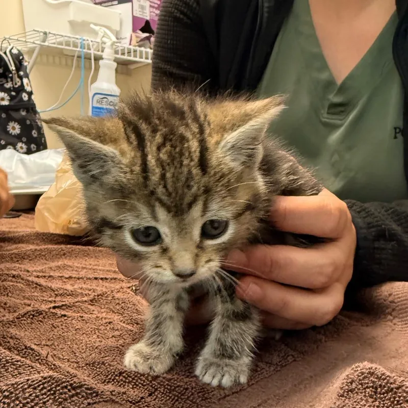 A baby small-sized female Brown / Chocolate Domestic Medium Hair cat named Jenny Humphrey for adoption in Red House, WV