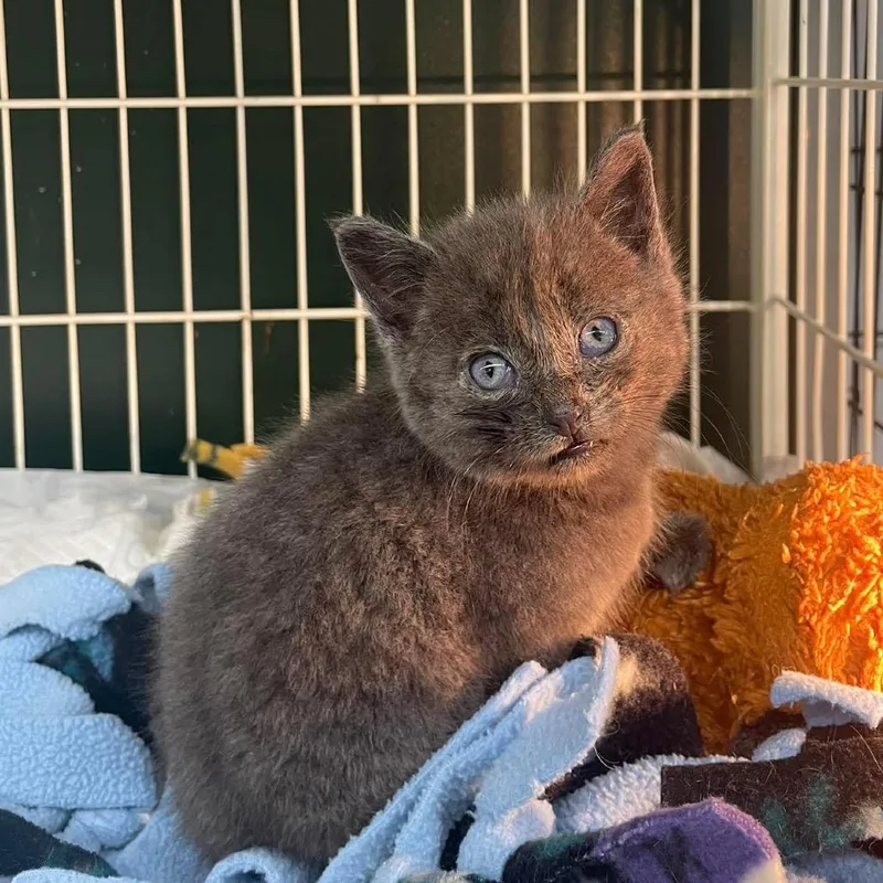 A baby small-sized male Gray / Blue / Silver Domestic Short Hair cat named Jeff for adoption in Bel Air, MD