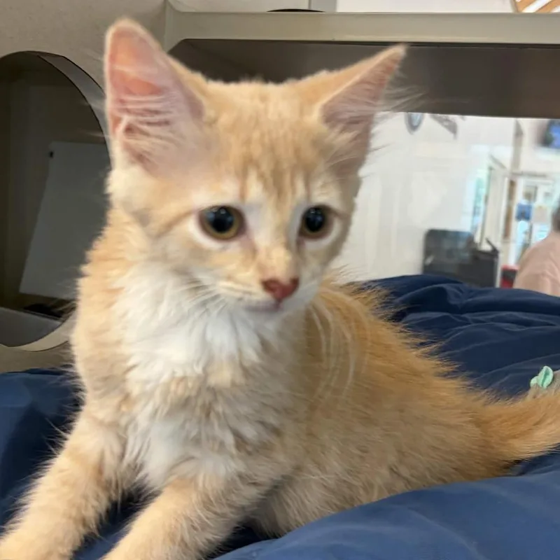 A baby small-sized male Buff / Tan / Fawn Domestic Short Hair cat named Ivory for adoption in Gloucester, VA