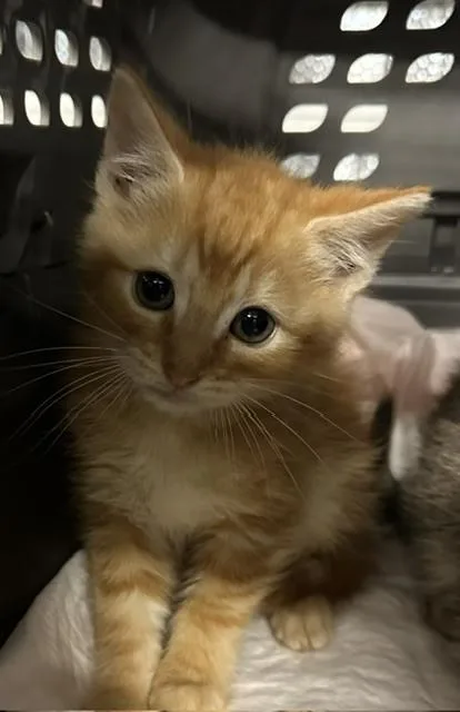 A baby medium-sized male Tabby (Orange / Red) Domestic Short Hair cat named Gerald for adoption in Emerald Isle, NC