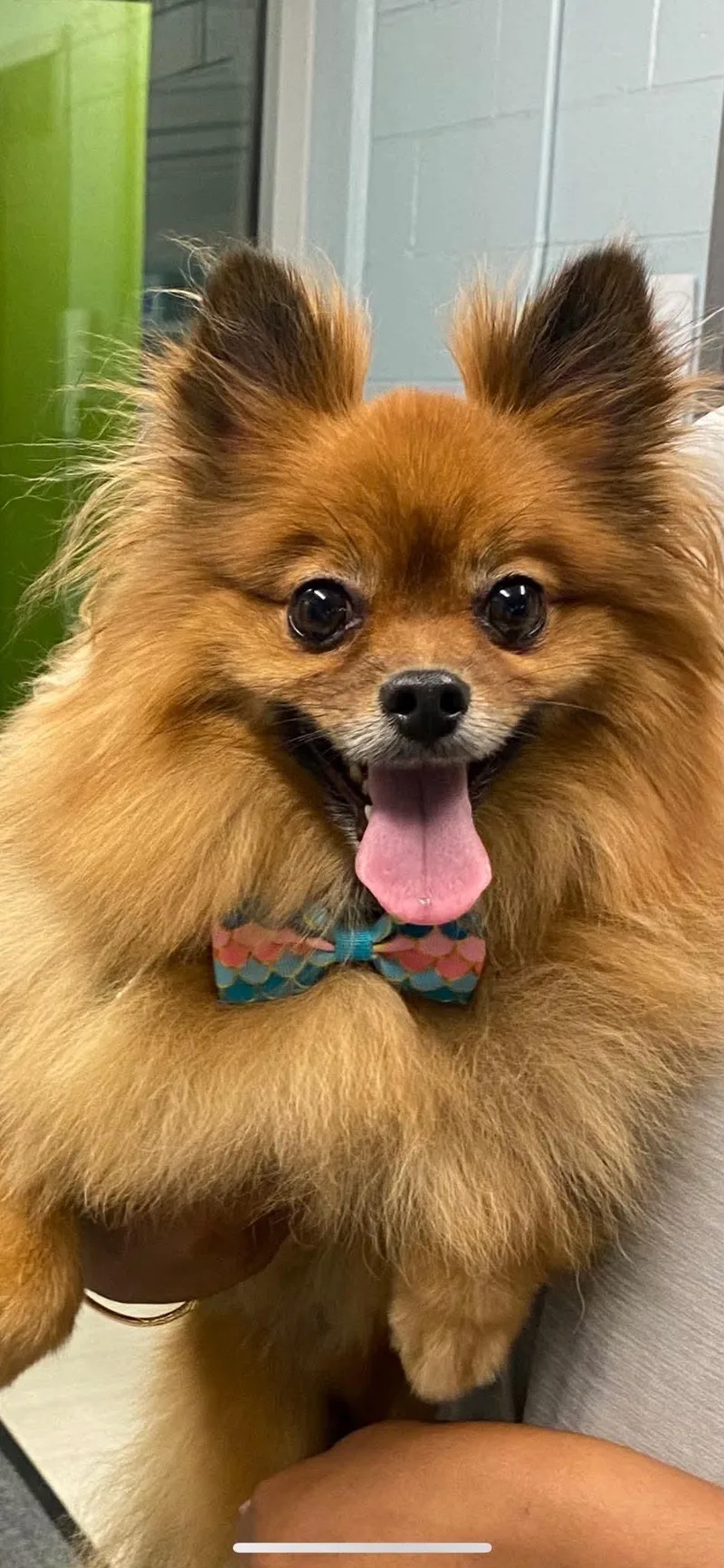 An adult small-sized male Pomeranian dog named Theo for adoption in Lebanon, PA