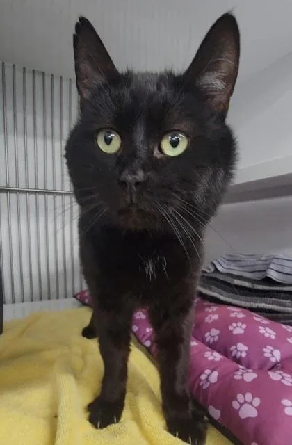 An adult medium-sized male Domestic Short Hair cat named George for adoption in Elmira, NY