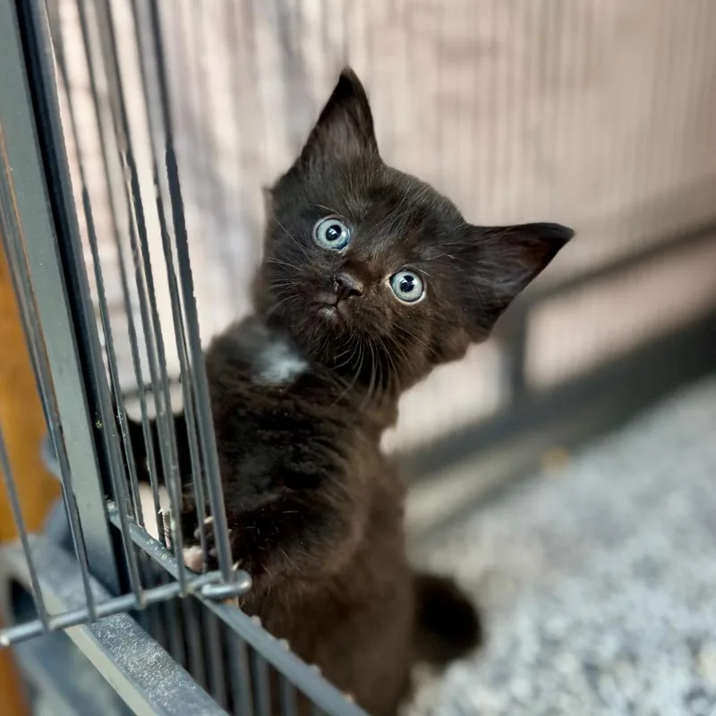 A baby small-sized female Domestic Short Hair cat named Lace for adoption in Fredericksburg, TX