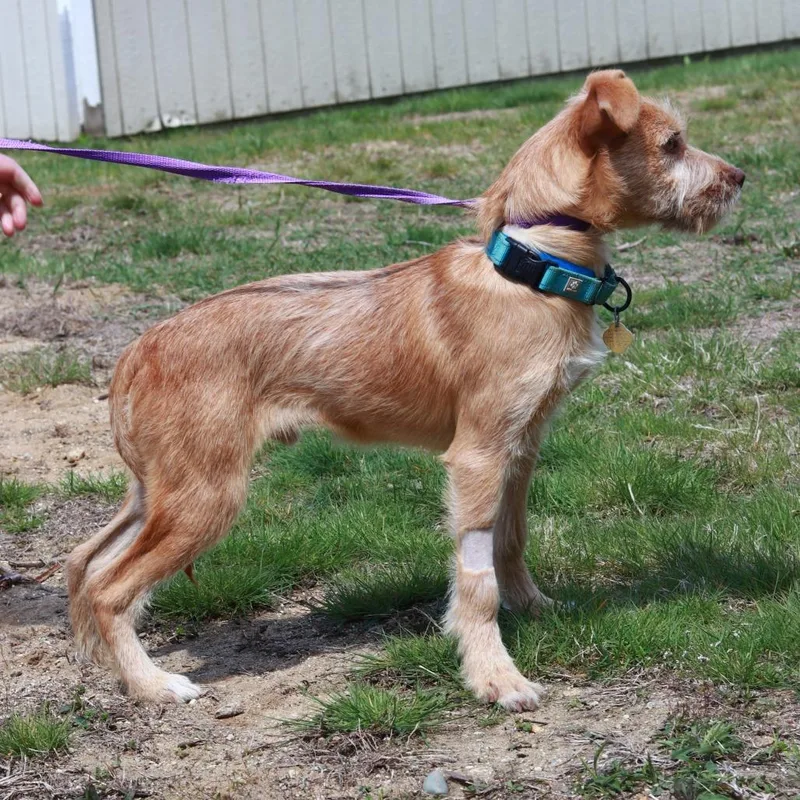 A baby medium-sized male Yellow / Tan / Blond / Fawn Mixed Breed dog named Ct Jude for adoption in Eastford, CT