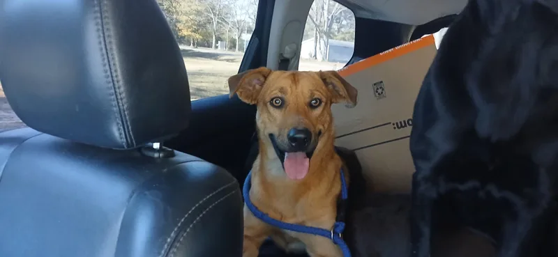 Handsome thumbnail 2