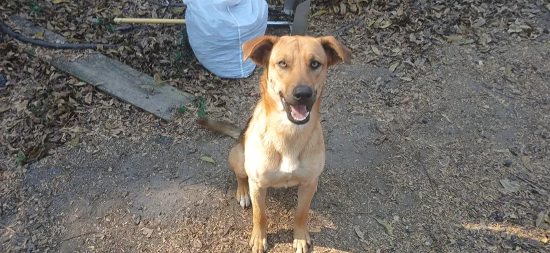 Handsome thumbnail 3