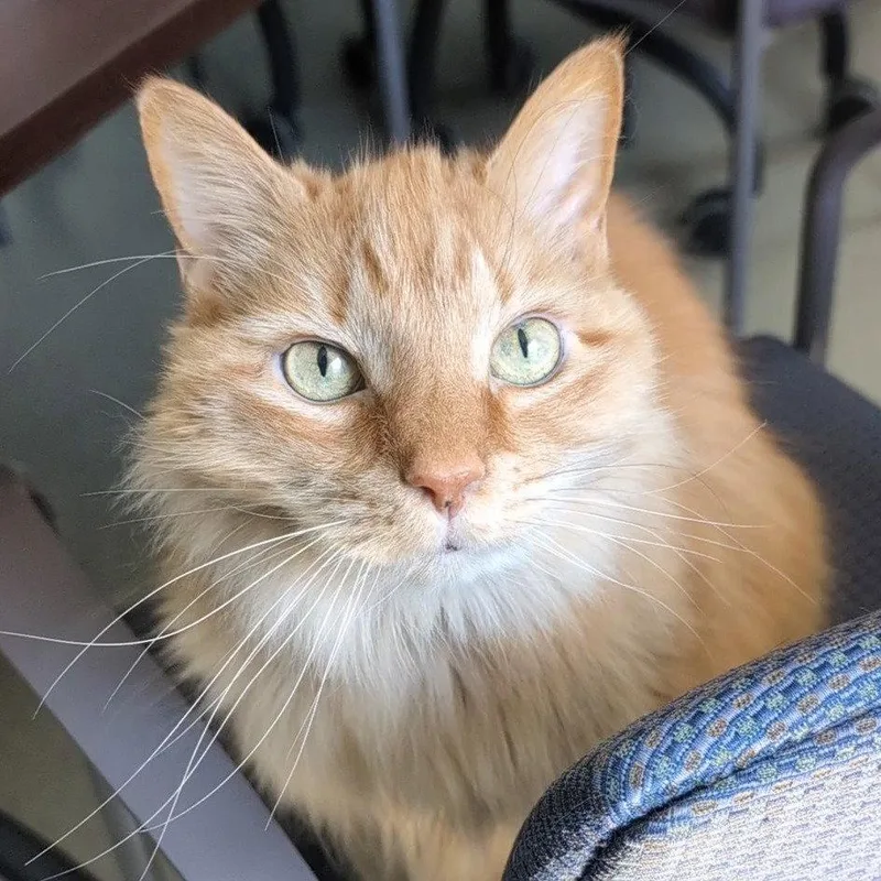 A senior medium-sized female Domestic Long Hair cat named Sunshine for adoption in New Castle, DE