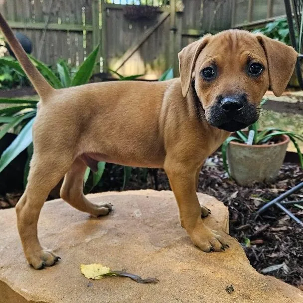 A baby medium-sized male Yellow / Tan / Blond / Fawn Labrador Retriever dog named Gus for adoption in Rock Hill, SC