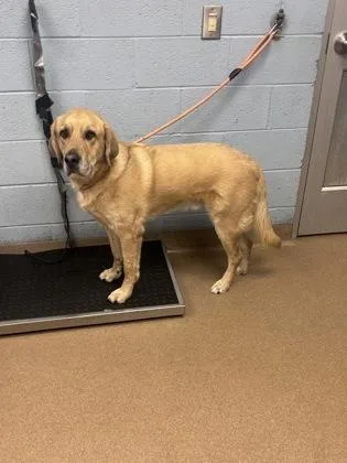 An adult large-sized male Mixed Breed dog named Saffron for adoption in Chamblee, GA