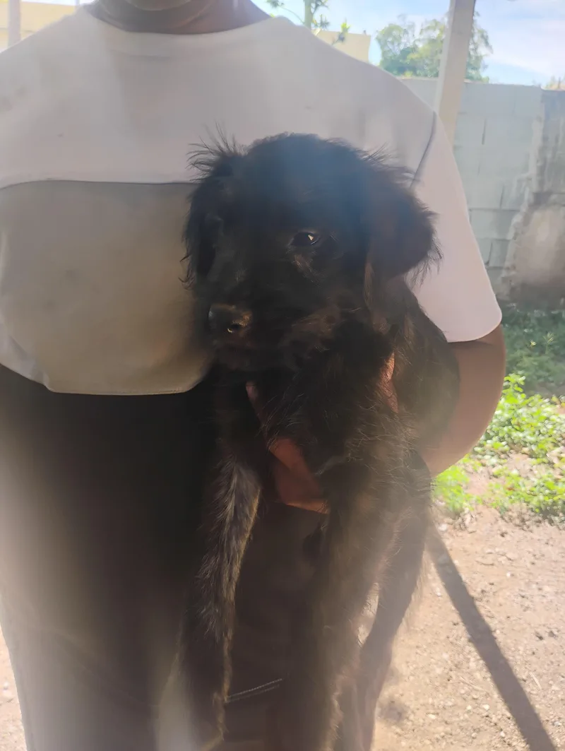 A baby medium-sized female Black Schnauzer dog named Carrie for adoption in New York, NY