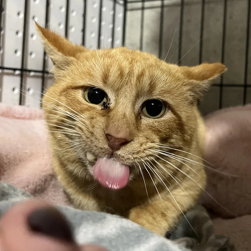 An adult medium-sized male Orange / Red Domestic Short Hair cat named Cheeseburger Bob for adoption in Brentwood, NH