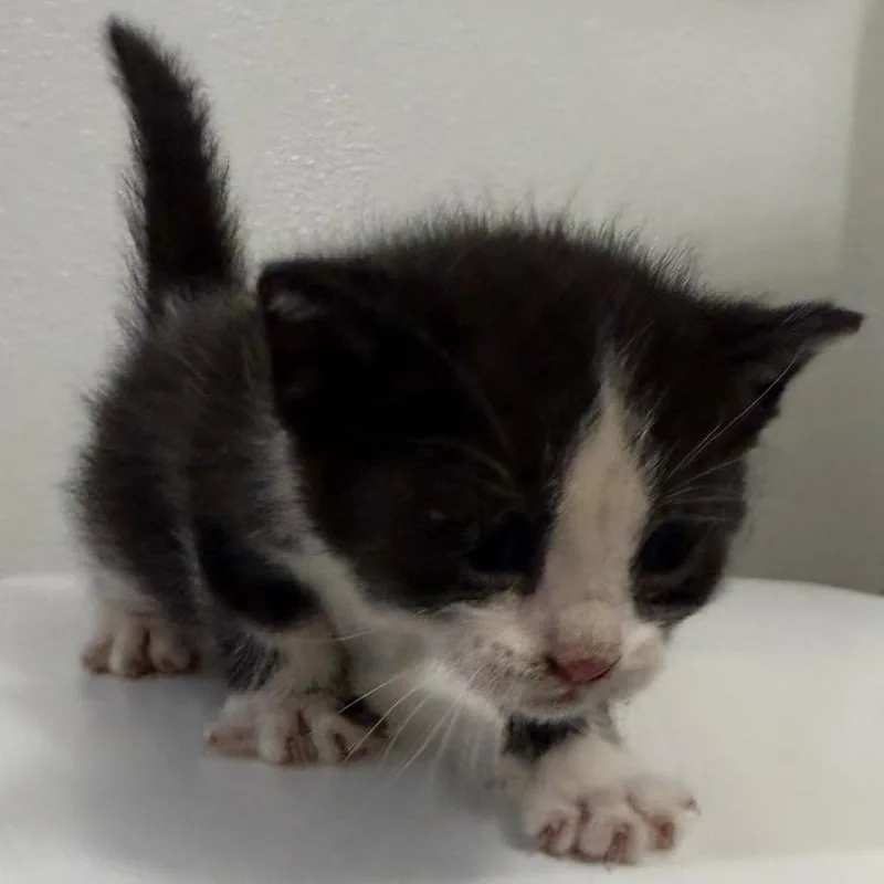 A baby small-sized female Black Domestic Short Hair cat named Oreo for adoption in Cedaredge, CO