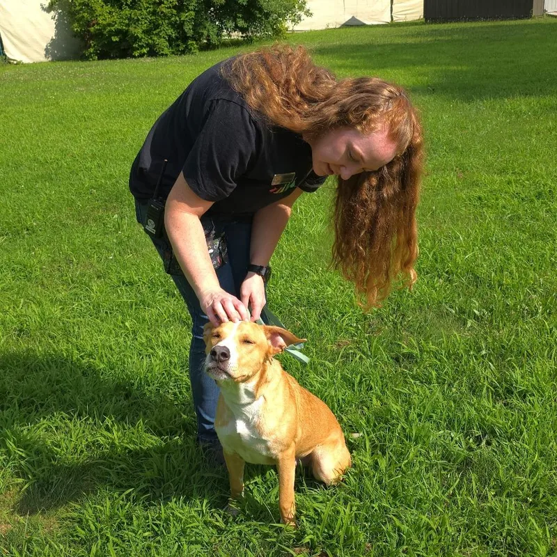 A baby medium-sized male White / Cream Mixed Breed dog named Nate for adoption in Michigan City, IN