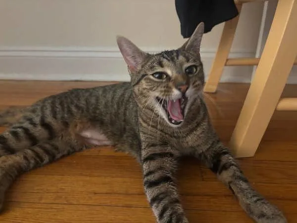 An adult medium-sized female Domestic Short Hair cat named Mali for adoption in Ridgewood, NY