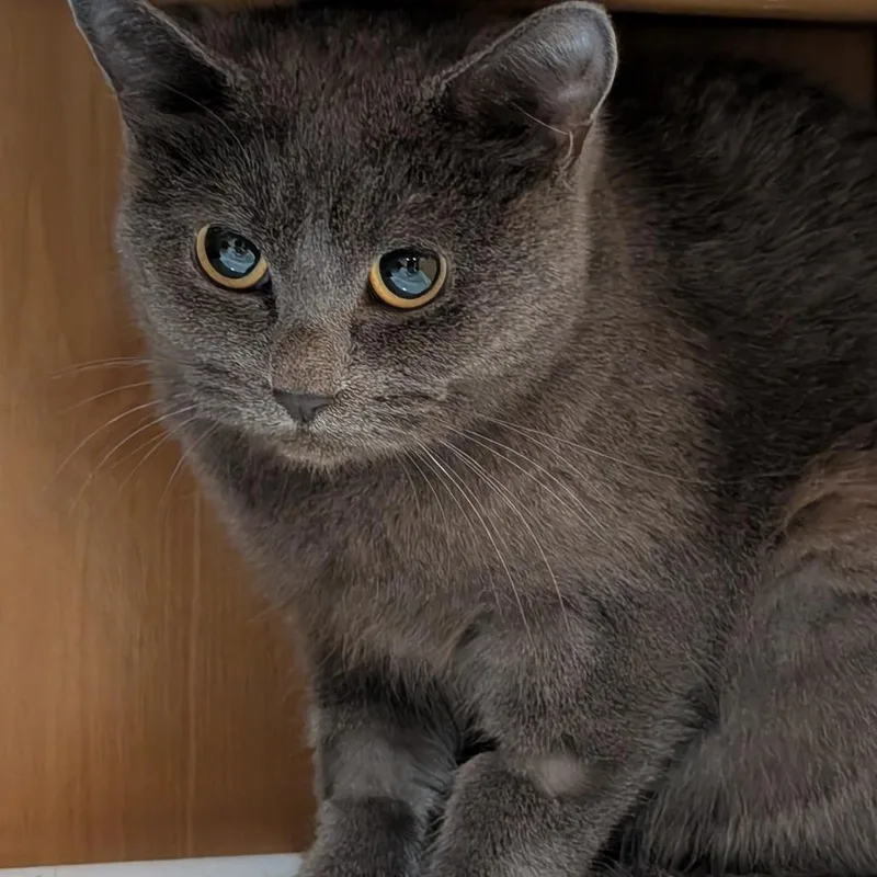 An adult small-sized female Gray / Blue / Silver Domestic Short Hair cat named Spooky for adoption in Roselle, IL