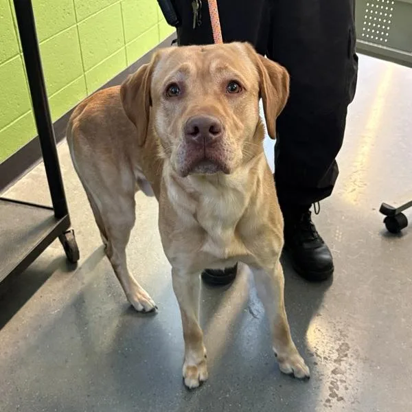 A young large-sized male Labrador Retriever dog named Icc Lando for adoption in Lawrenceville, GA