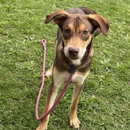 A baby medium-sized male Shepherd dog named Cinnamon for adoption in Philadelphia, PA