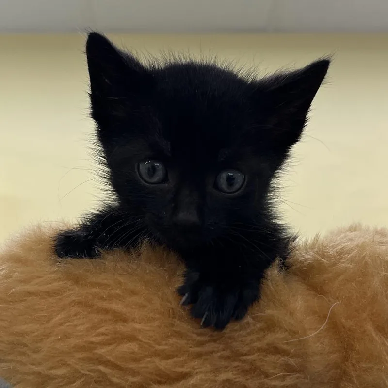 A baby small-sized male Black Domestic Short Hair cat named Dixon for adoption in West Palm Beach, FL