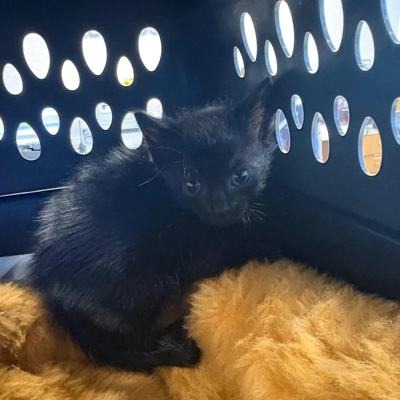 Dixon thumbnail 2
