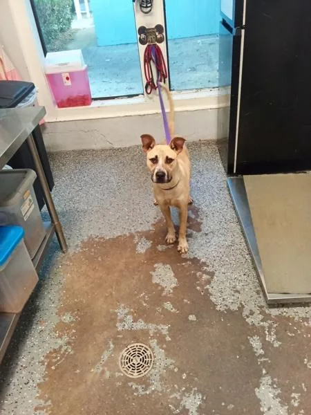 An adult large-sized male Pit Bull Terrier dog named Chester for adoption in Mobile, AL