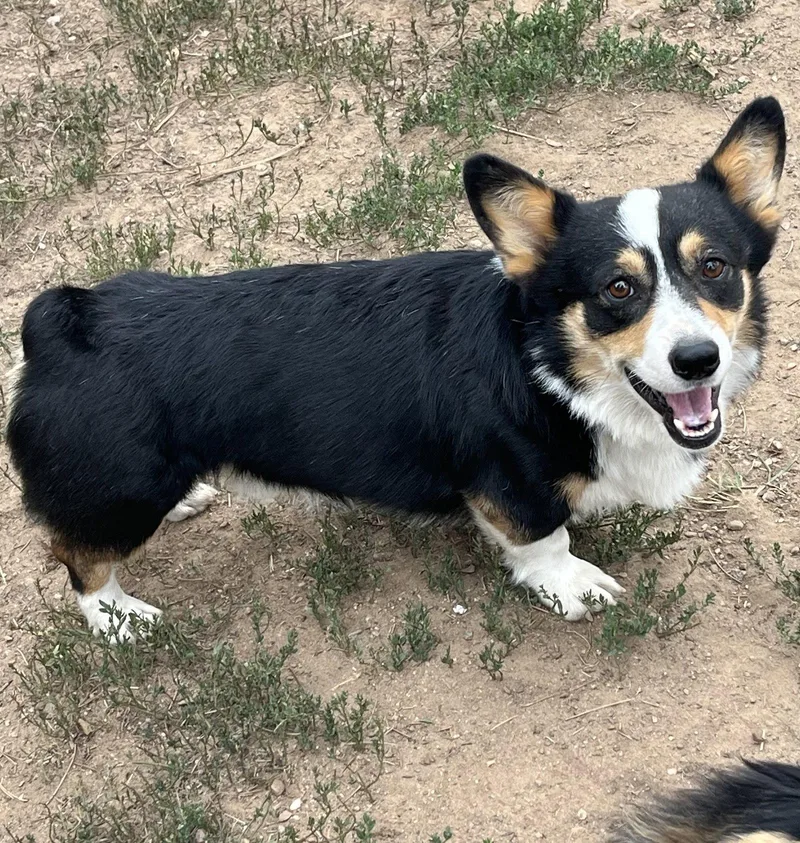 Reggie
