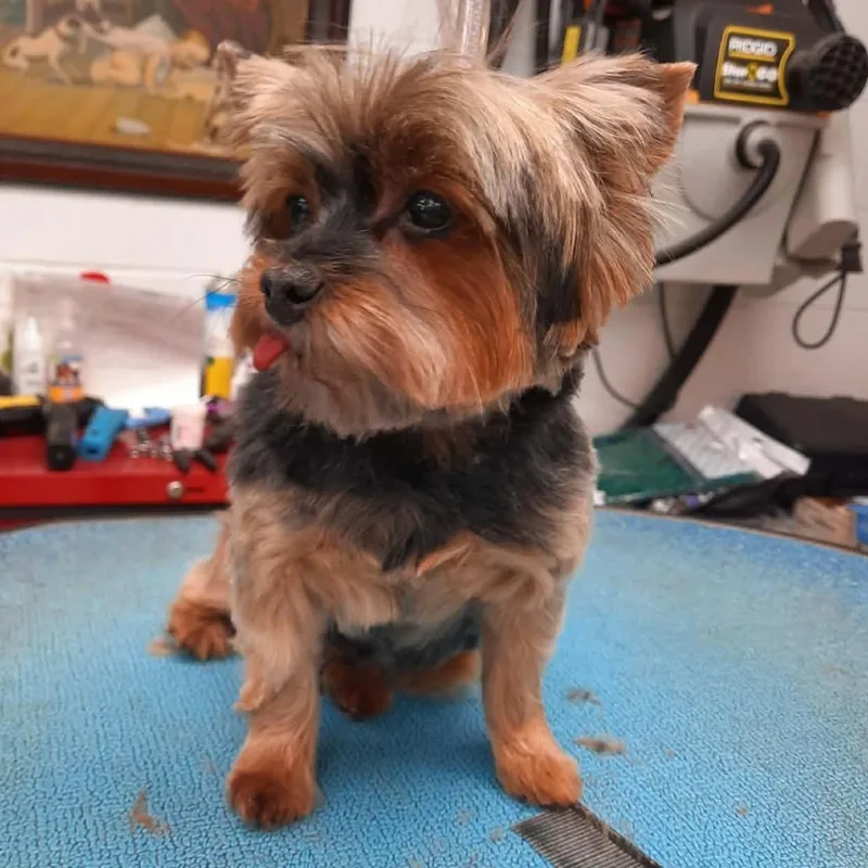 A senior small-sized male Black Yorkshire Terrier dog named Jinks for adoption in Olathe, KS